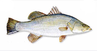 Fro Barramundi ca chem Koral Fish