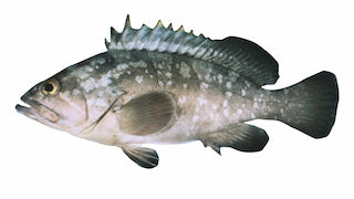 Fro Grouper 800 up 33 lbs