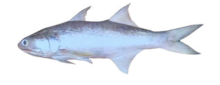 Fro Thread fin fish * ca Chet *. 500-1000 up. 40 lbs