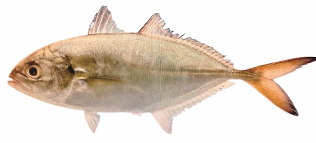 Blue Runner Size 3-4 ;25 lbs