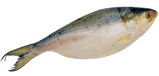 House Fro Hilsa Fish
1000-1200 gm (10/12)