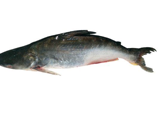 Fro Whole Swai Fish