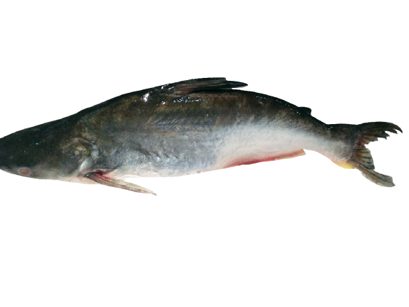 Fro Whole Swai Fish 33 lbs – Lien Hoa Food Co.