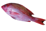 Whole Red Snapper
