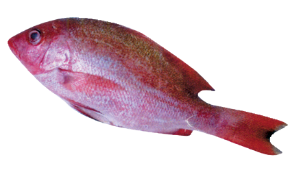 Whole Red Snapper