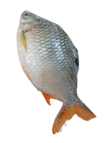 Golden Boy Fro Whole Red
Tail Fish (Ca He)