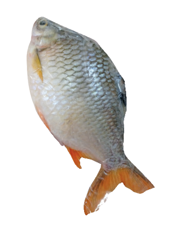 Golden Boy Fro Whole Red
Tail Fish (Ca He)