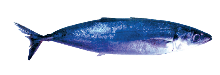 House Fro Round Scad
‘Gulunggong’ Ca Nuc