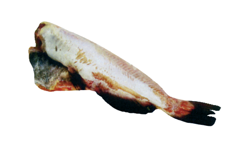 Fro CatFish Skinless