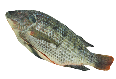 Fro Tilapia ‘Cleaned’
(550 up)