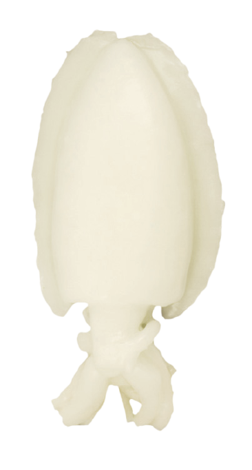 House Fro Cuttle Fish
Whole Cleaned