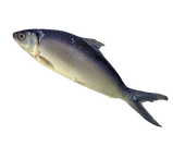 Fro Milk Fish
600-800 ‘TW’