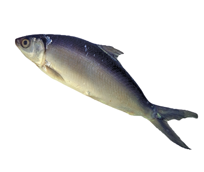 Fro Milk Fish
600-800 ‘TW’