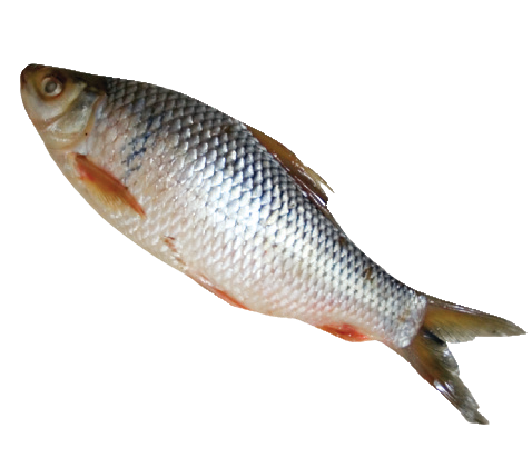 Fro Dace Fish
(Silver Crap Fish) 300/400