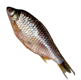 Fro Silver Barb Fish
‘Pla Ta Plan’ TL