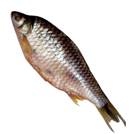 Fro Silver Barb Fish
‘Pla Ta Plan’ TL