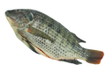 Fro Tilapia ‘Cleaned’
(750 up)