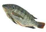 Fro Tilapia ‘Cleaned’
(750 up)