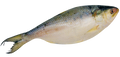 House Fro Hilsa Fish
1200-1500 gm (12/15)