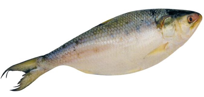 House Fro Hilsa Fish
1200-1500 gm (12/15)