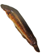 Fro Yellow Catfish
800 up (Hybrid Clarias)