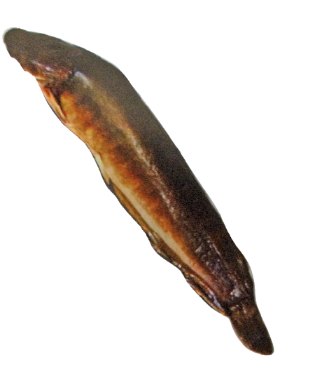 Fro Yellow Catfish
800 up (Hybrid Clarias)