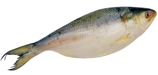 House Fro Hilsa Fish
800-1000 gm (8/10)