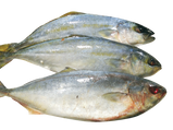Fro Shorth Body
Mackerel Fish