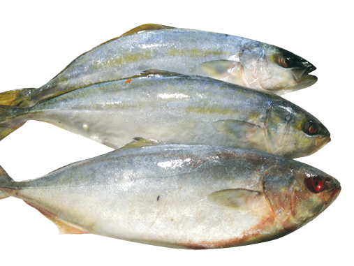 Fro Shorth Body
Mackerel Fish