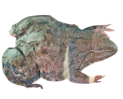 Fro Whole Frog