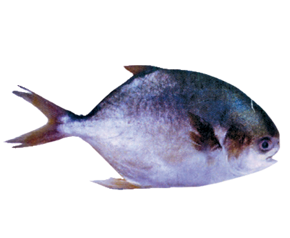 Jim Town Golden Pompret
600-800 ‘Pompano’