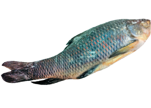 Fro Rahu Fish
Pla Yee Soke