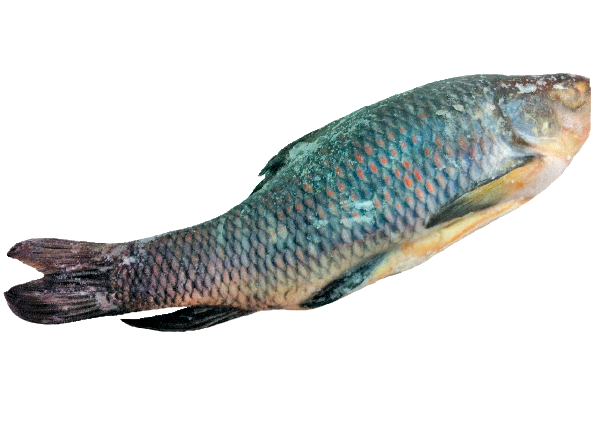 Fro Rahu Fish
Pla Yee Soke