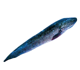 GB/VN Fro Mod Fish
Whole 800-1200
‘Ca Loc Den’