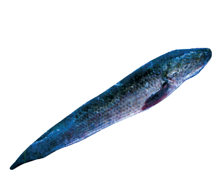 GB/VN Fro Mod Fish
Whole 800-1200
‘Ca Loc Den’