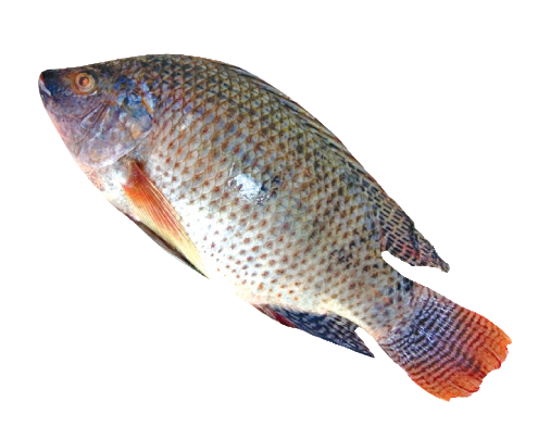 Fro Tilapia Fish 600-800