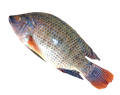 Fro Tilapia Fish 600-800