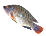 Fro Tilapia Fish 600-800