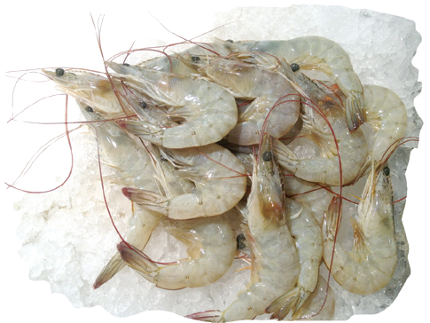 Fro Shrimp H/O (40-50)