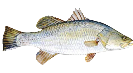 Fro. Barramundi
(koral fish )