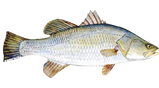 Fro. Barramundi
(koral fish )