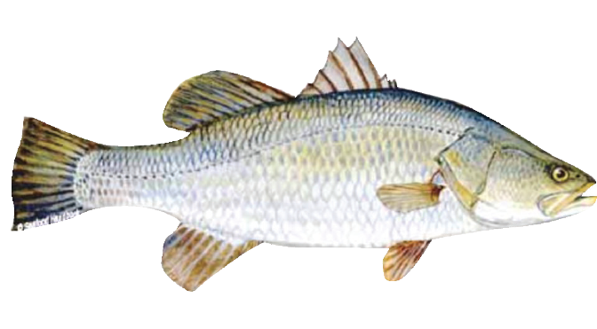 Fro. Barramundi
(koral fish )