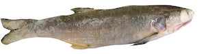 Fro threadfin  ca chet.