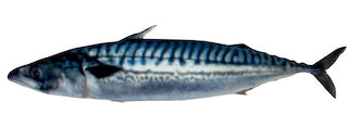 Fro Norway mackerel.