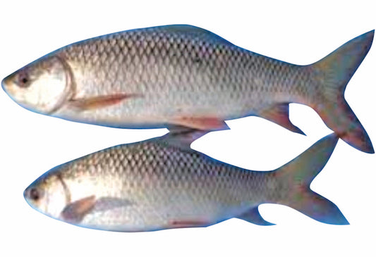 Rohu Fish. 40 lbs