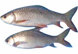 Rohu Fish. 40 lbs