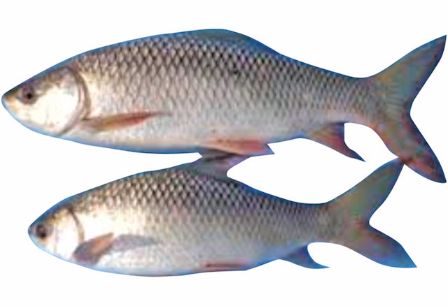 Rohu Fish. 40 lbs