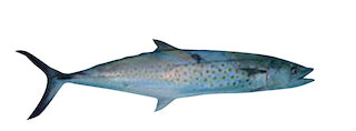 Fro Sierra Mackerel 4-6.   55 lbs