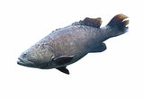 Fro Red Grouper fish 500/800. 40 lbs