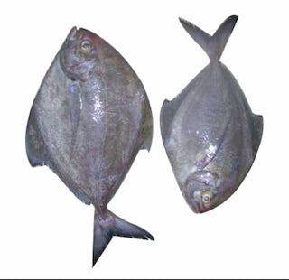 Fro Black pomfret   800 up.  40 lbs